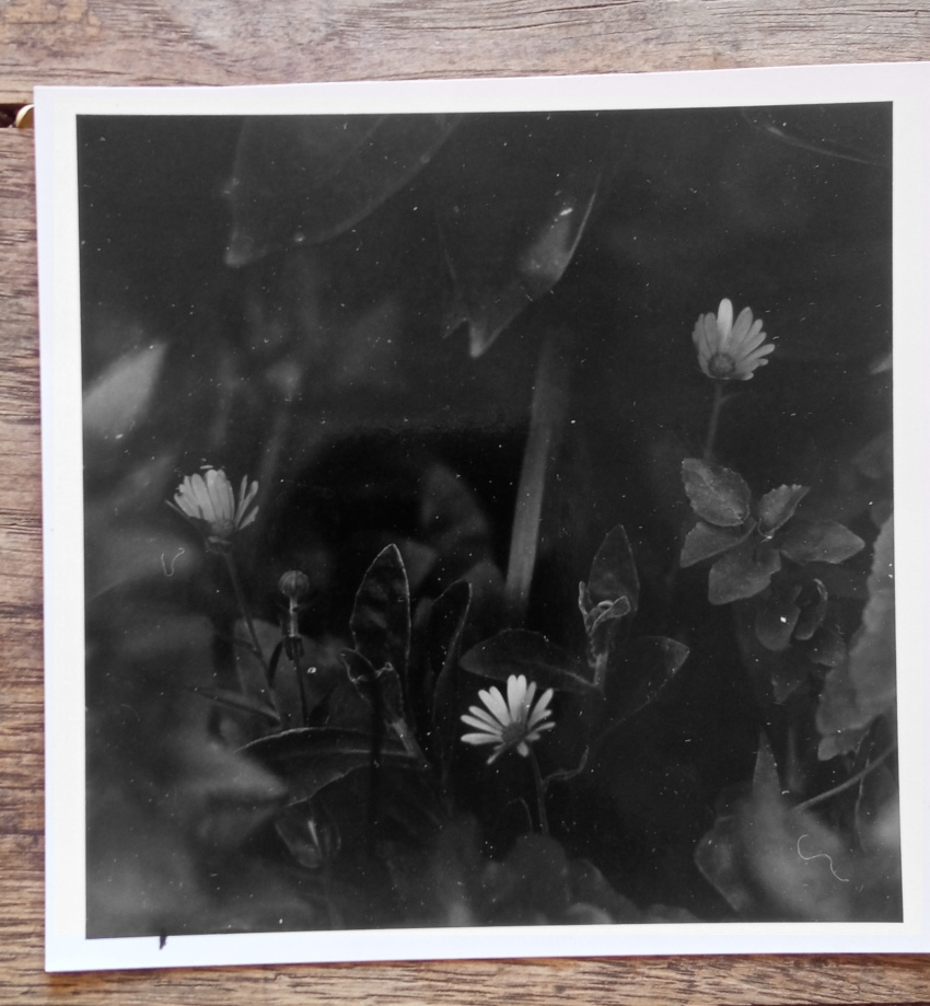 Paper flowers