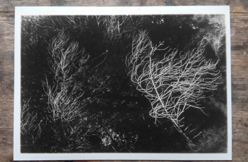 Twig light