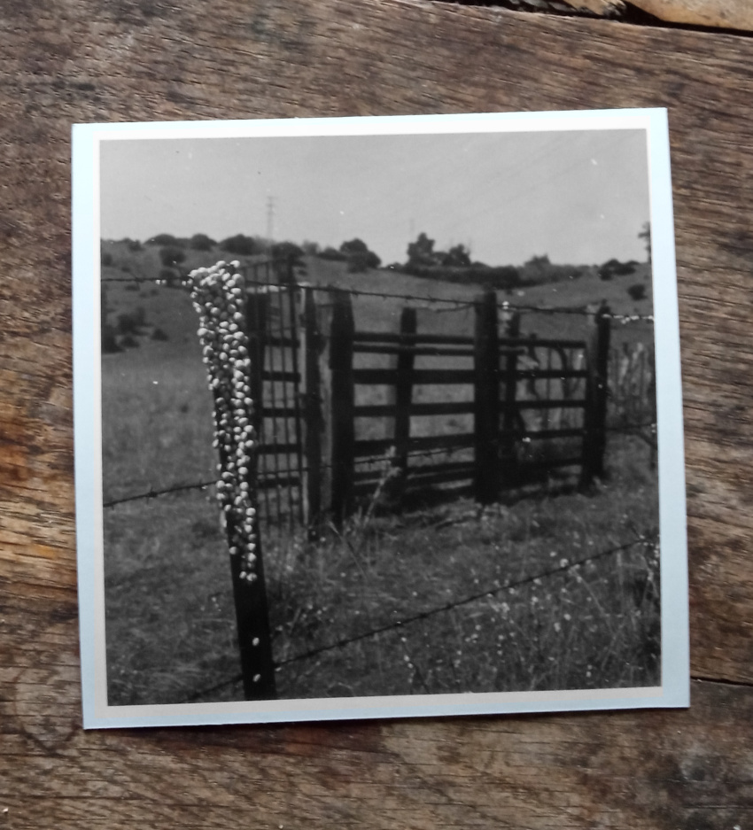 cattle go there